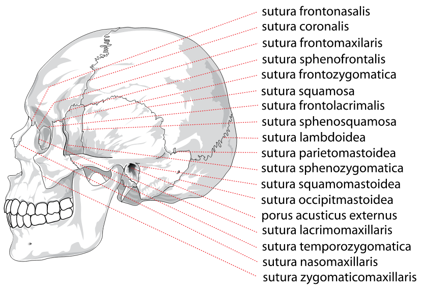 14 sutures