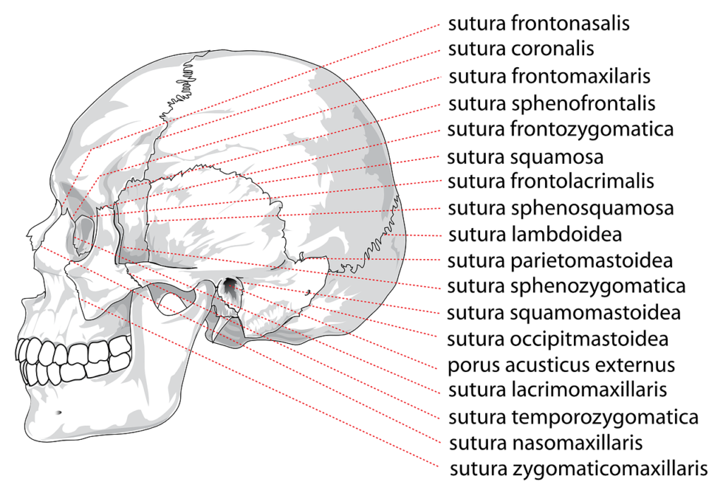 skull 41559 1280